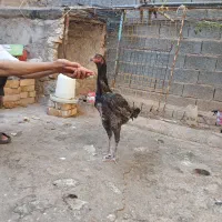 تاقچه لاری طوسی افقان