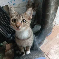 یک جفت گربه شکاری