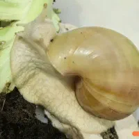 حلزون درمانی و مولد