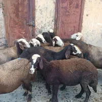 میش آبستن بروجردی