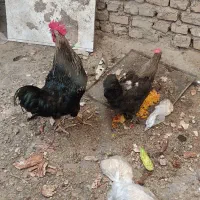 مرغ خروس
