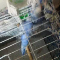 پرنده|پرنده|جلگه رخ, |دیوار