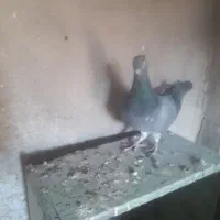 کبوتر‌پرشی‌جفتی نرماده چب‌کبود‌ماد‌دورشت ب|پرنده|قزوین, |دیوار