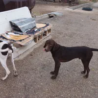 توله سگ دنبالانی حرفی