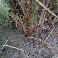 پاجوش نخل زاهدی