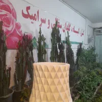 گیاه گلدان چی میخوای تعویض با انواع کاغذیجات باطله|گل و گیاه طبیعی|مشهد, شفا|دیوار