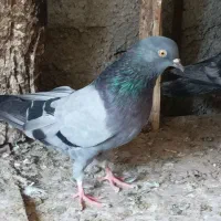 سلطان پرش|پرنده|بندرعباس, |دیوار