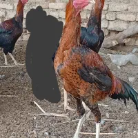 جوجه|حیوانات مزرعه|کرباسک, |دیوار