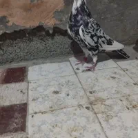 کبوتر پلاکی|پرنده|سبزوار, قصبه شرقی|دیوار