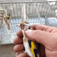 سهره جوجه قفس سال|پرنده|کرمانشاه, |دیوار