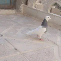 کفتر طوقی مرغ عشق عروس هلندی