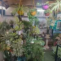 اجاره مغازه گل فروشی
