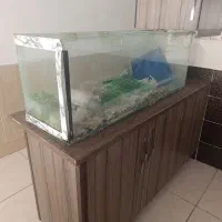 اکواریوم|ماهی|کاشان, فاز ۲ ناجی آباد|دیوار