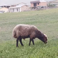 قوچ هیکل درشت