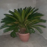 سیکاس بزرگ پر پشت مناسب باغچه و حیاط