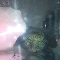 آکواریوم کوچک به همراه ماهی|ماهی|بجنورد, |دیوار