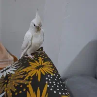 عروس هلندی آلبینو...