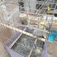 عروس هلندی نرو ماده
