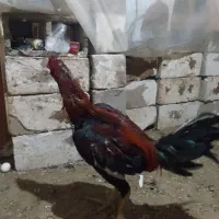 لاری ۱۱ماهه خ ر و س|حیوانات مزرعه|چهاربرج, |دیوار