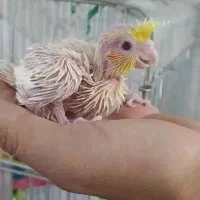 عروس هلندی جوجه