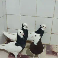 کبوتر کفتر پرنده طوقی
