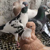 کرباتی پلنگ کله سبزپلاکی