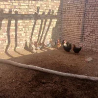 ده عدد مرغ محلی تخمگذار|حیوانات مزرعه|اسفرورین, |دیوار