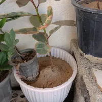 گل وفیکوس بنت قنسول|گل و گیاه طبیعی|بندر گناوه, |دیوار