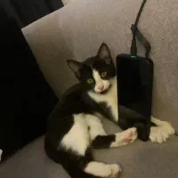 گربه واگزاری