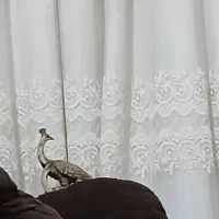 پرده حریر با آستر دوخته شده|پرده، رانر، رومیزی|اهواز, شهرک دانشگاه|دیوار