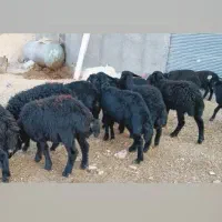 بره ماده قره قزل گوسفند میش قوچ شیشک افشار دوقلو|حیوانات مزرعه|قیدار, |دیوار