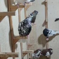 کفتر رنگی آس|پرنده|شیراز, لاله|دیوار
