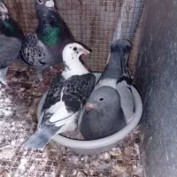 کبوتر آلمانی سینه سیاه طوقی و سرخ|پرنده|مشهد, عبادی|دیوار