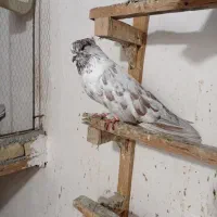 کبوتر کاکول