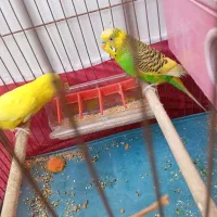 مرغ عشق جفت|پرنده|شیراز, کوزه گری|دیوار