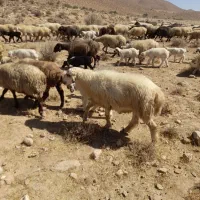قوچ بزری قلمه|حیوانات مزرعه|شیراز, شهرک بهار|دیوار