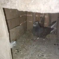 کبوتر|پرنده|دهگلان, |دیوار