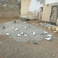 کبوتر طوقی|پرنده|بیستون, |دیوار