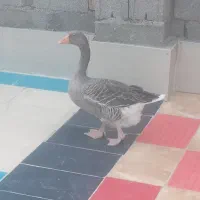 غاز