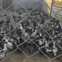 اردک چاق|حیوانات مزرعه|رشت, منظریه|دیوار