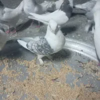 دو جفت کبوتر بلژیکی|پرنده|کرمانشاه, |دیوار