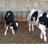 گوساله ماده