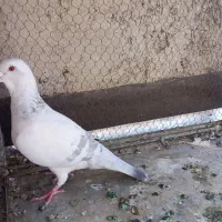 کفتر شامی نر