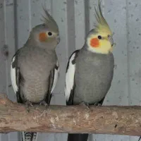 یک جفت عروس هلندی