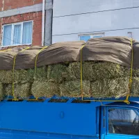 یونجه خوب مرتب سبز