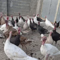 بوقلمون محلی|حیوانات مزرعه|کازرون, |دیوار