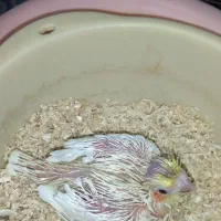 جوجه عروس لوتینو