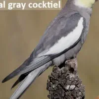 عروس هلندی توسی گمشده در حکمت جنوبی