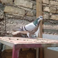 دمگیر خرقه .واز .یاهوی .