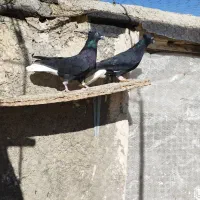 دوجفت دم سفید سیاه و زرد و سرخ|پرنده|تاکستان, |دیوار